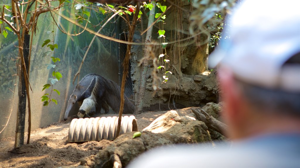 Buffalo Zoo som visar zoodjur och djur såväl som en man