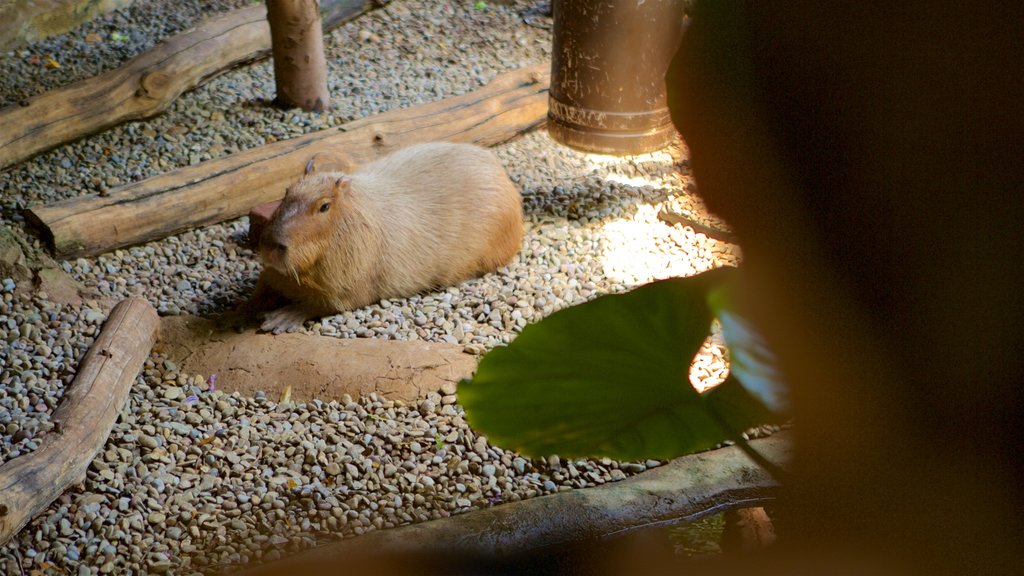 Buffalo Zoo which includes cuddly or friendly animals and zoo animals