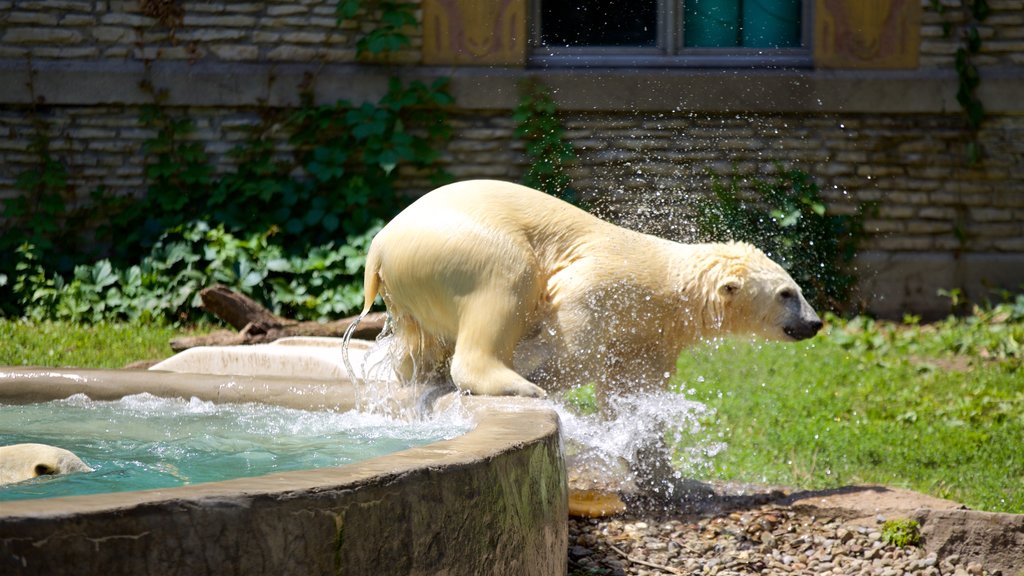 Buffalo Zoo som viser farlige dyr, dyr fra zoologisk have og en pool