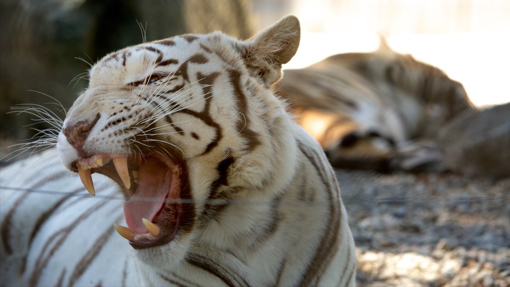 West Coast Game Park Safari das einen gefährliche Tiere und Zootiere