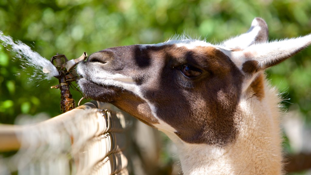 West Coast Game Park Safari som omfatter dyr fra zoologisk have og venlige dyr