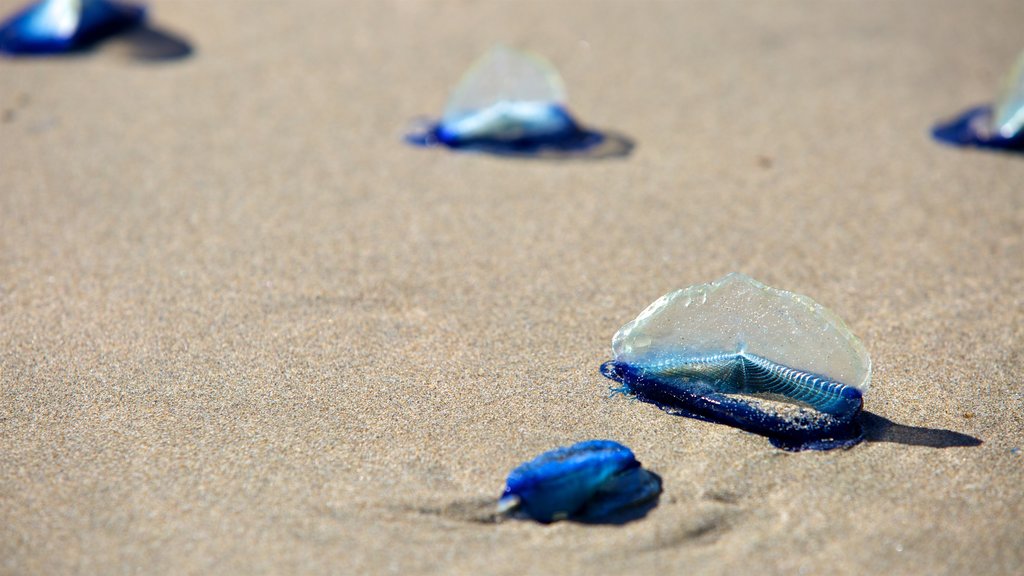 Bandon Beach showing marine life and a beach