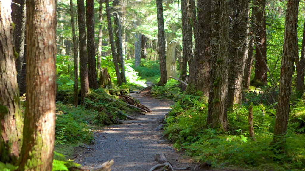 Anchorage montrant forêts