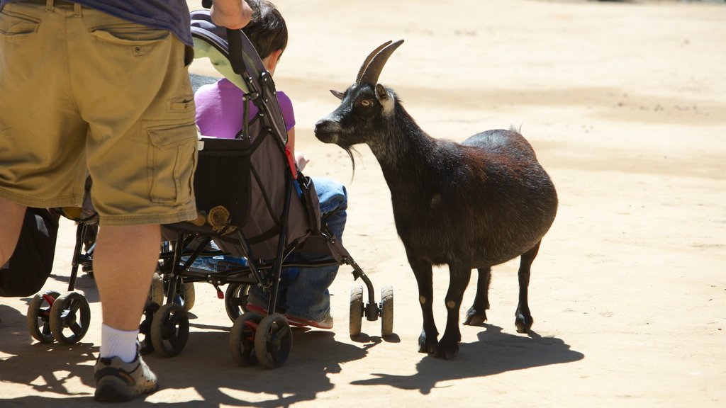 West Coast Game Park Safari featuring zoo animals and cuddly or friendly animals as well as a family