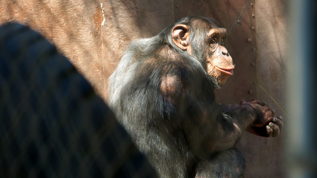 West Coast Game Park Safari som viser dyr fra zoologisk have og dyr