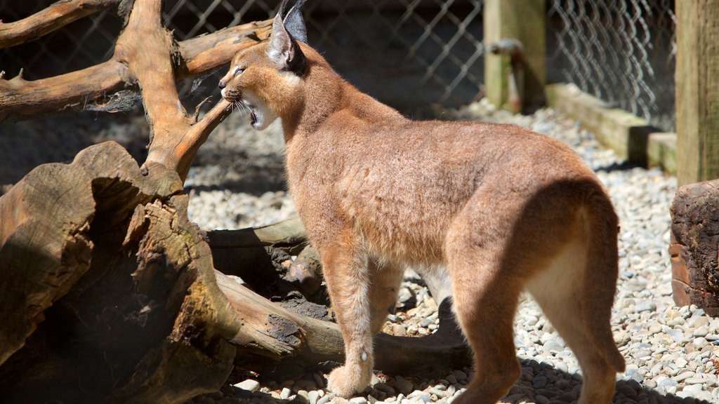 West Coast Game Park Safari og byder på dyr fra zoologisk have og farlige dyr