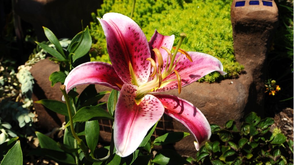 Ozark-fjellenes botaniske hage som viser blomster