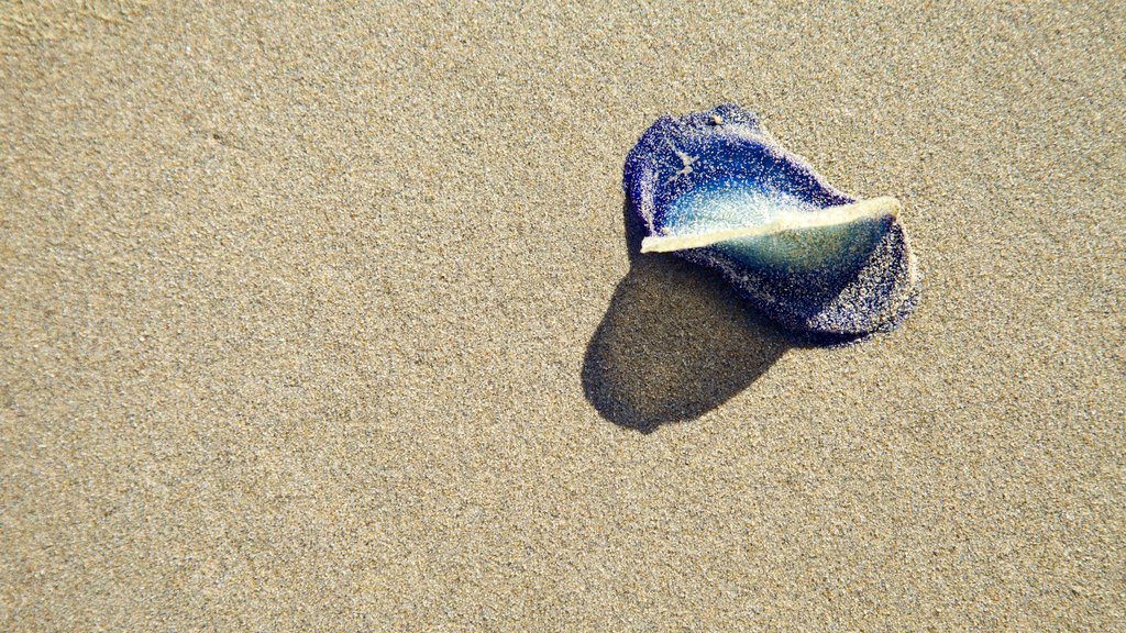 Bandon Beach caratteristiche di spiaggia