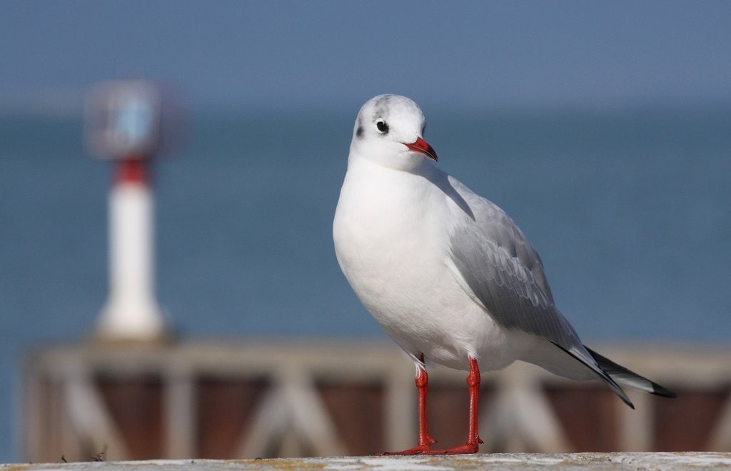 Mouette_ile_de_R%C3%A9.jpg?1560780430