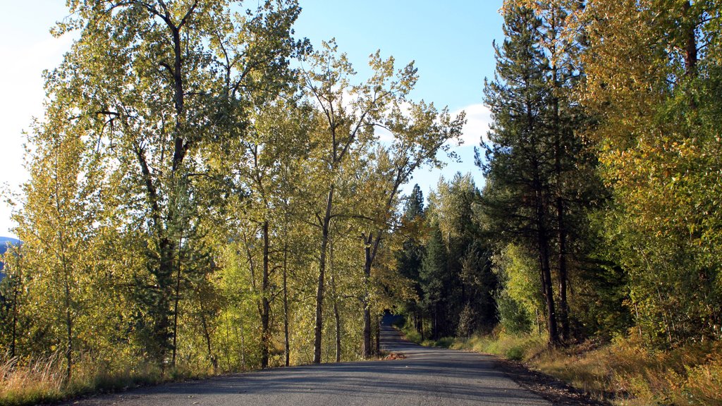 Northern Idaho featuring forest scenes