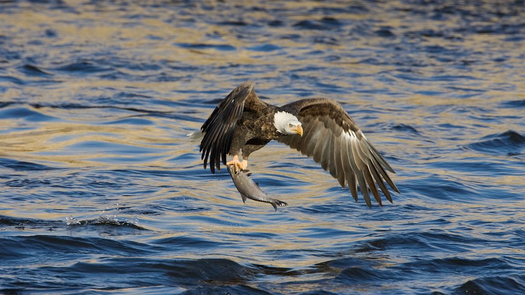 Bonners Ferry montrant animaux