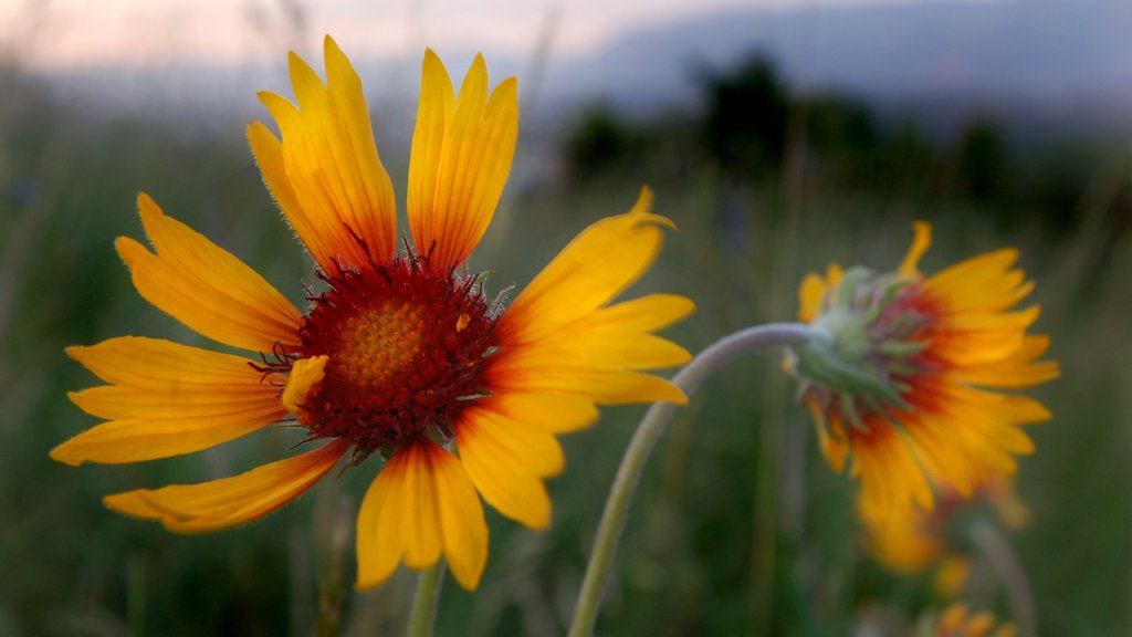 Lone Pine State Park que inclui flores