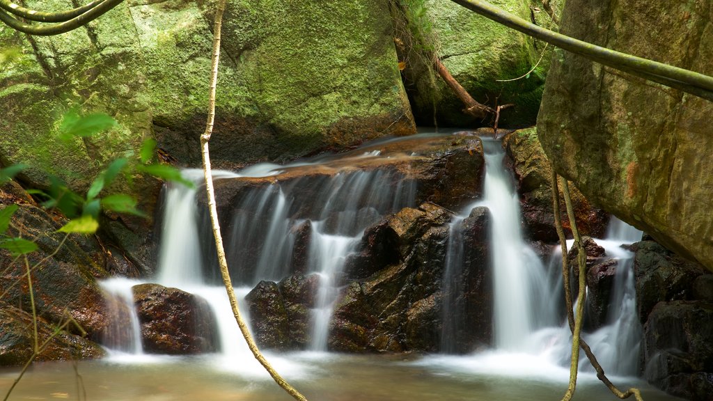 Namuang Waterfall featuring a cascade and forests