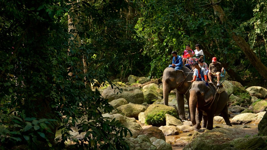 Namuang Waterfall showing zoo animals and land animals as well as a small group of people