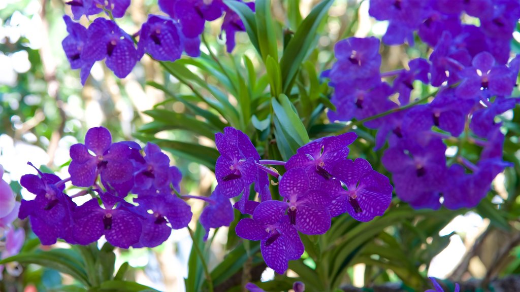 Bhuping Palads som viser blomster