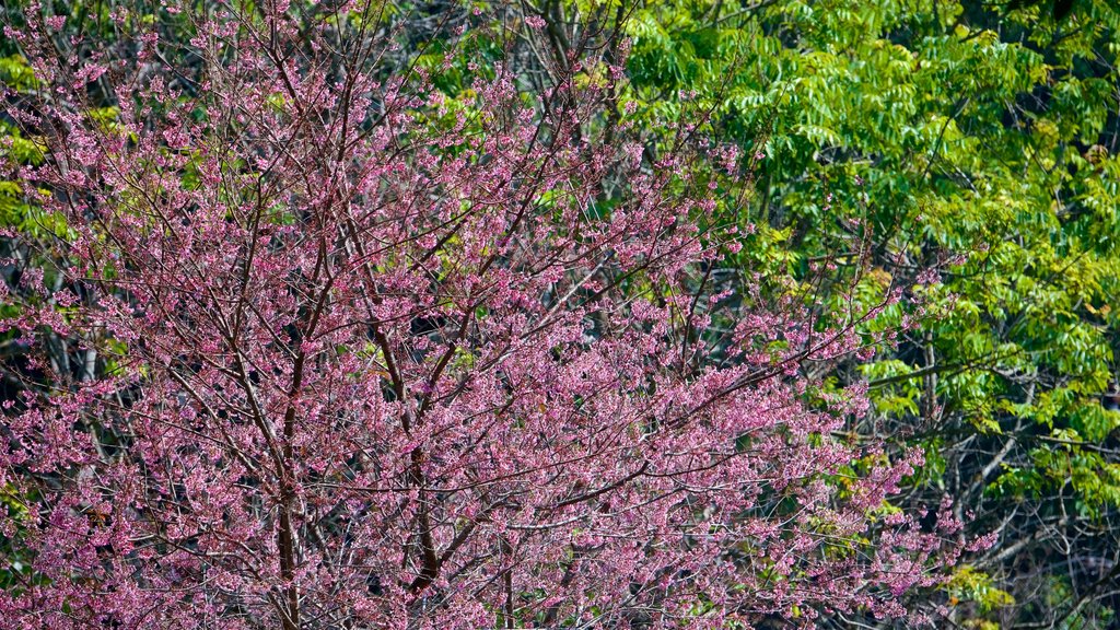 Bhuping Palace which includes a park and flowers