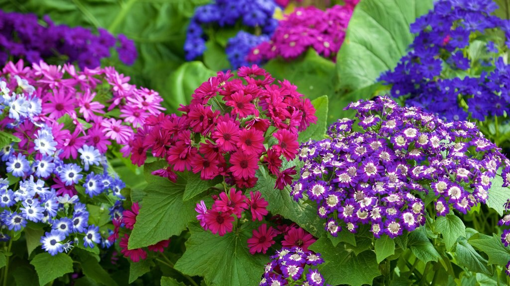 Bhuping Palace showing flowers