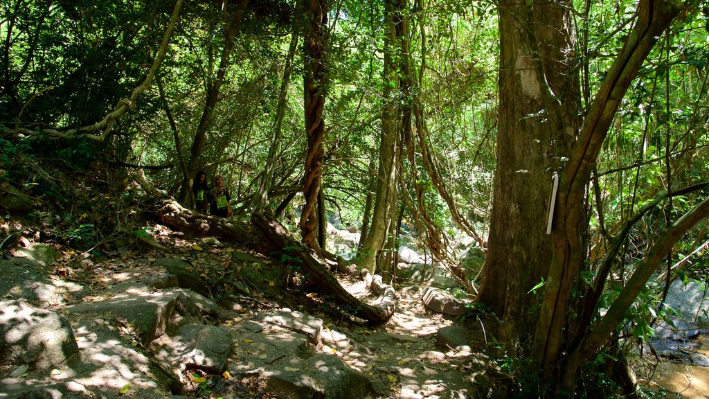 Phuket - Phang Nga showing rainforest