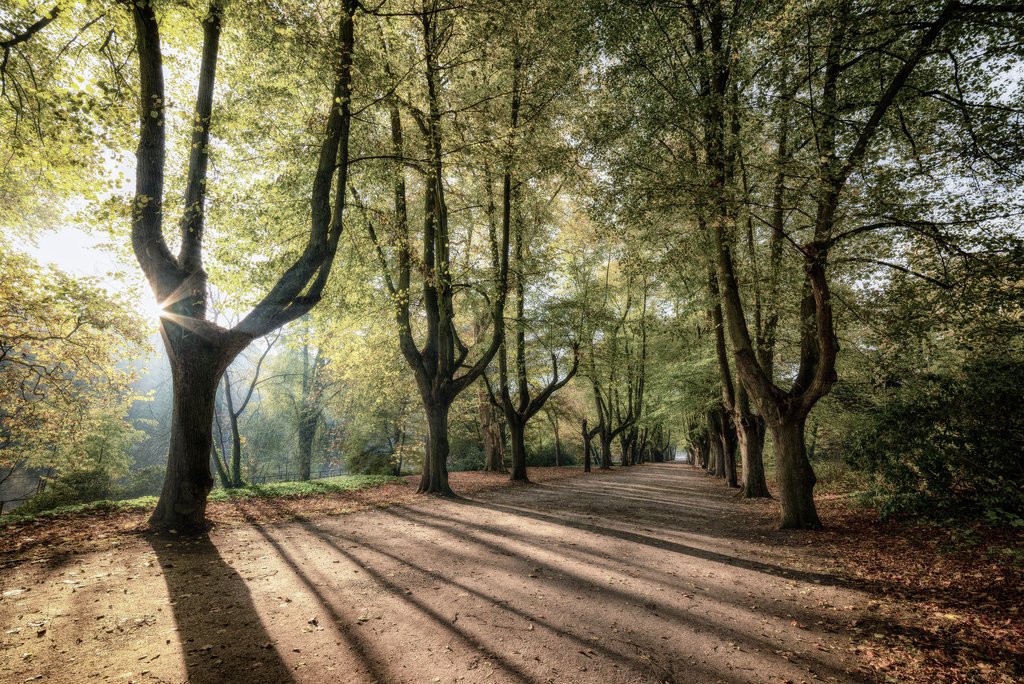 Forest-Walk-in-Dortmund.jpg?1577640641