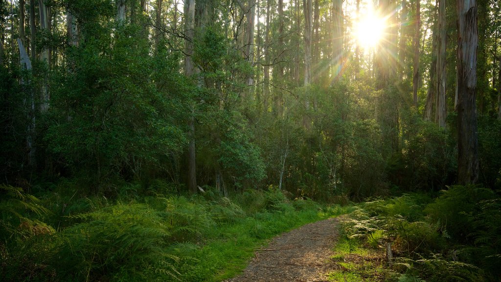 Sherbrooke Forest showing a garden