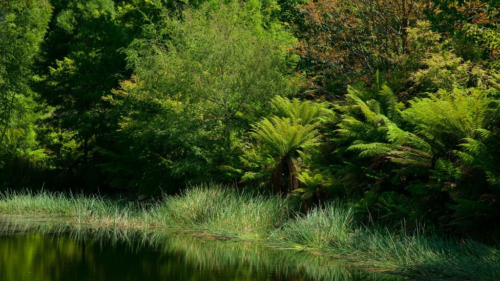 National Rhododendron Gardens showing mangroves