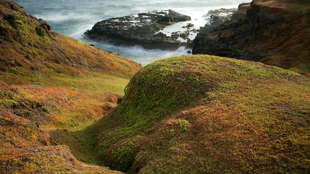 Phillip Island which includes rugged coastline