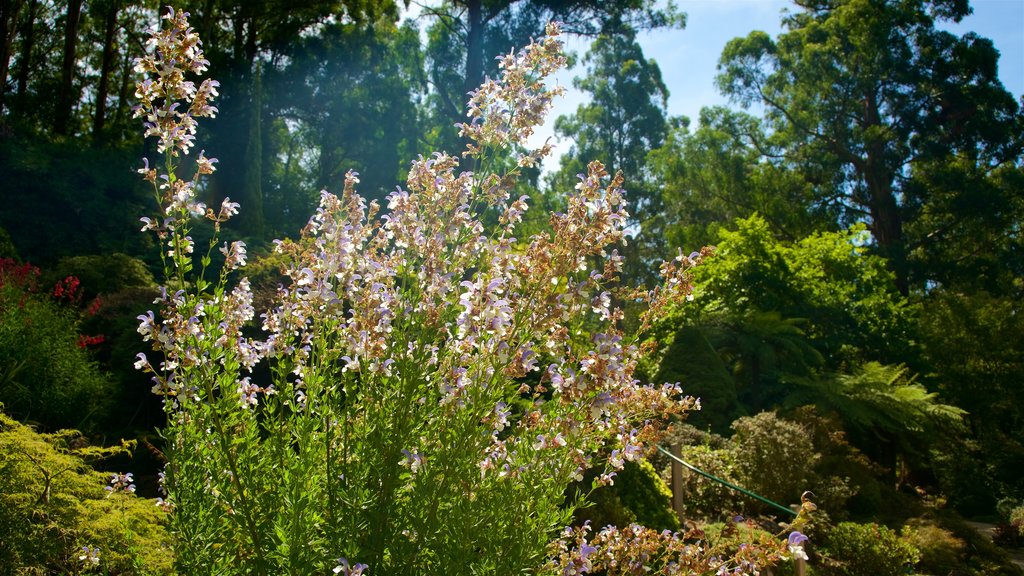 National Rhododendron Gardens showing flowers