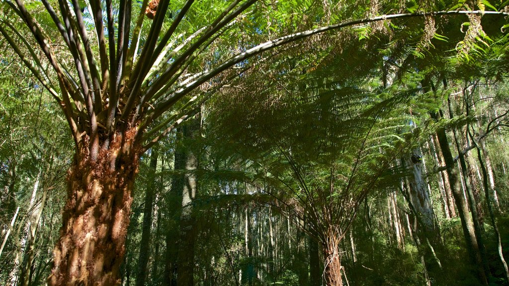 Dandenong Ranges National Park caratteristiche di foresta pluviale