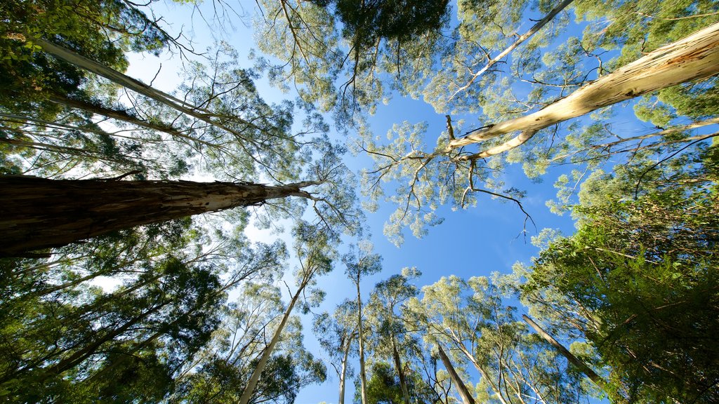 Parque nacional Dandenong Ranges mostrando selva