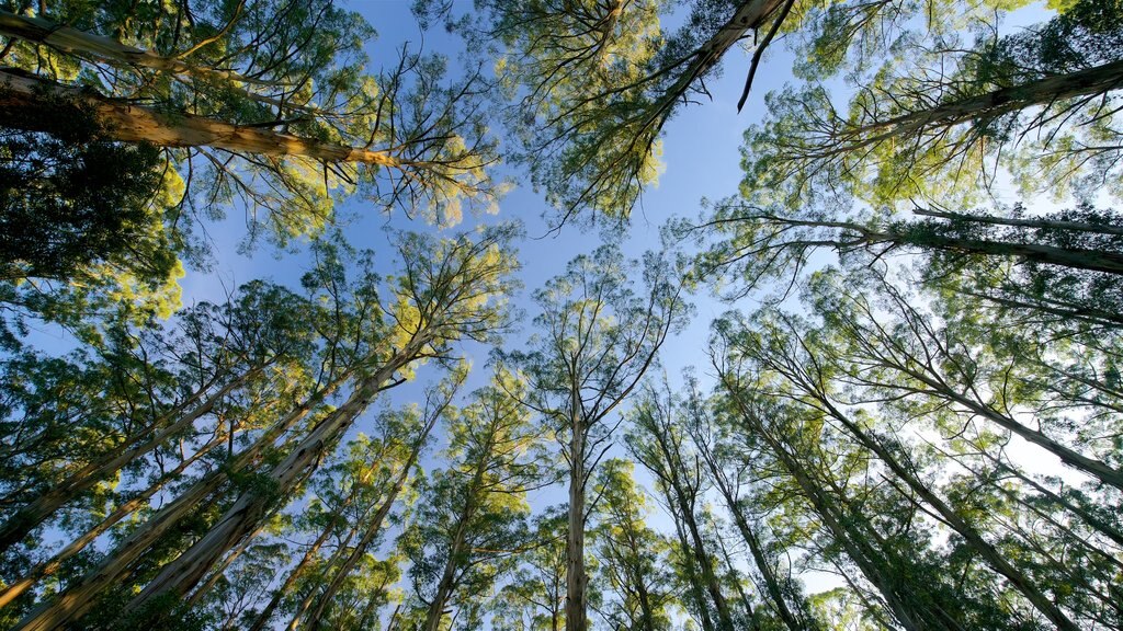 Forêt de Sherbrooke