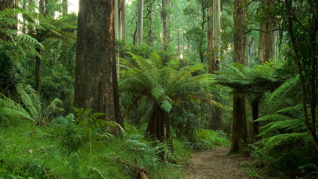 Sherbrooke Forest showing rainforest