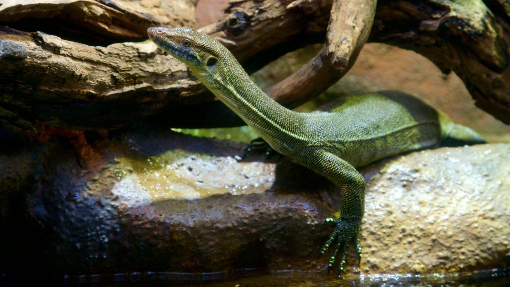 Healesville Wildlife Sanctuary caracterizando animais