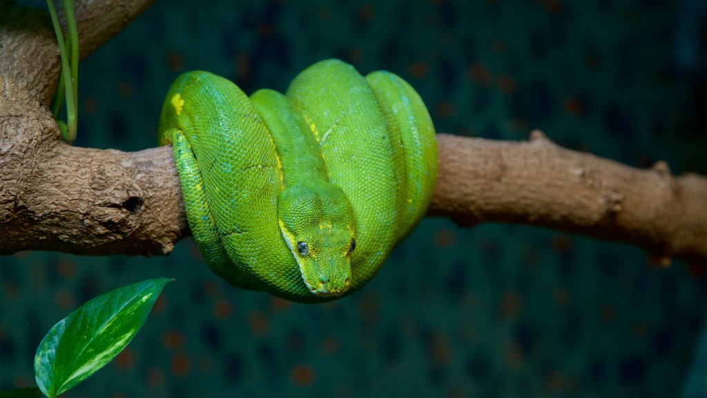 Healesville Wildlife Sanctuary que incluye animales