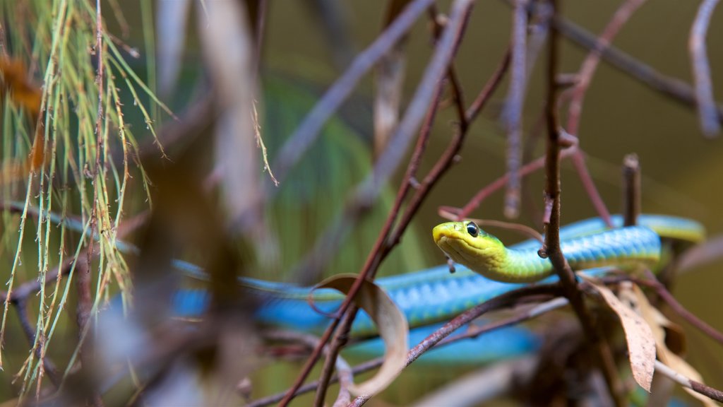 Healesville Wildlife Sanctuary ofreciendo animales