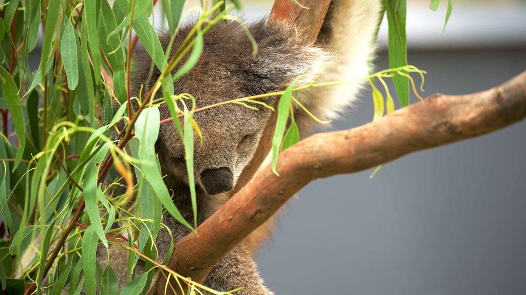 Healesville Wildlife Sanctuary montrant animaux gentils ou câlins