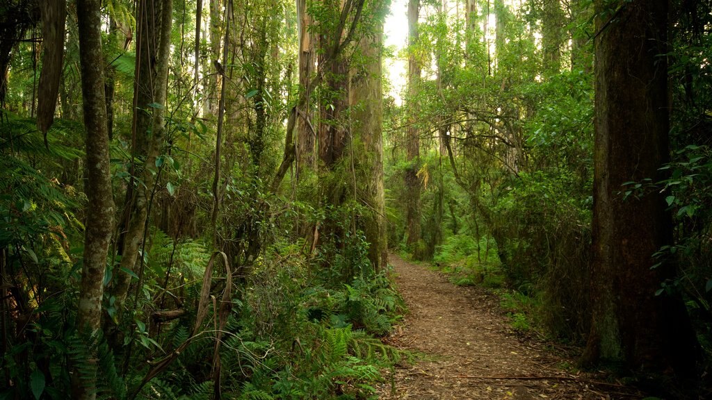 Sherbrooke Forest which includes forests