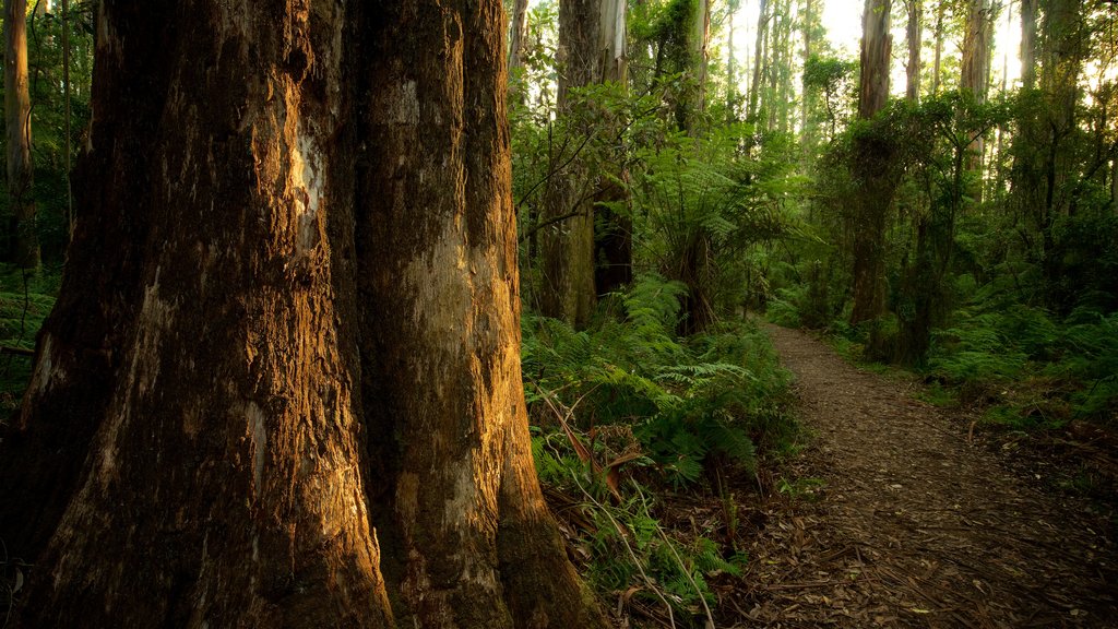 Sherbrooke Forest which includes forests