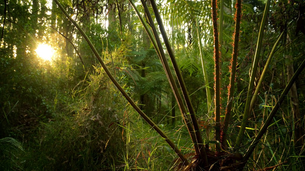 Sherbrooke Forest showing forests