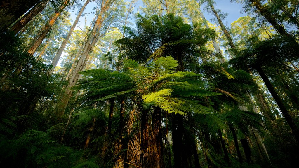 Sherbrooke Forest which includes forest scenes