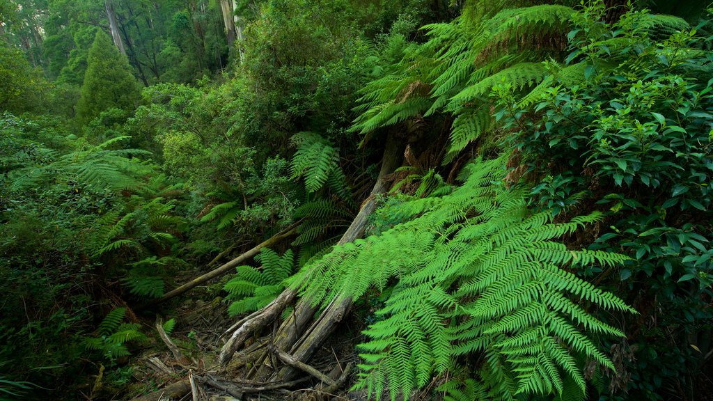 Sherbrooke Forest featuring forests