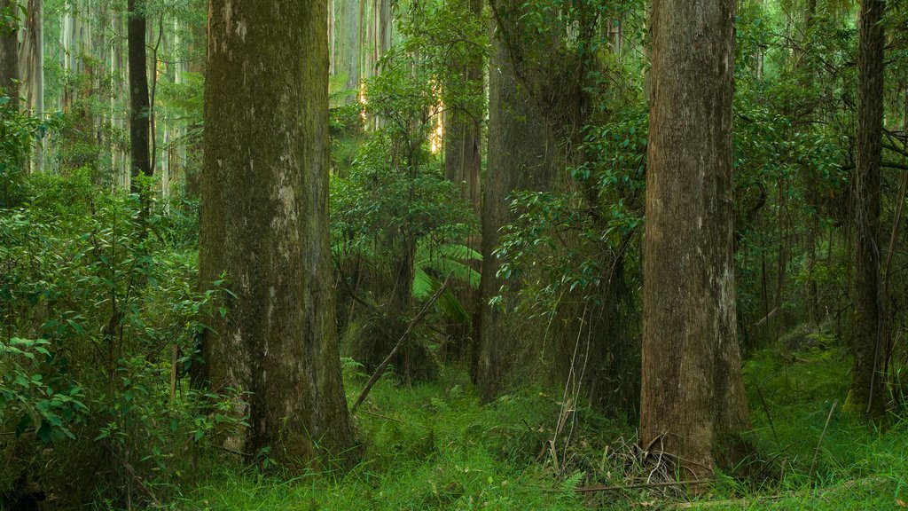 Sherbrooke Forest featuring forest scenes