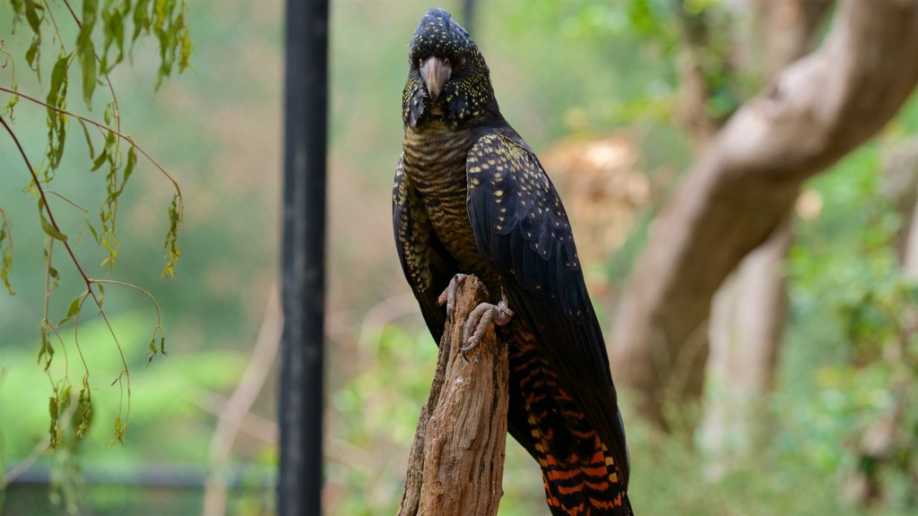 Healesville Wildlife Sanctuary caracterizando vida das aves