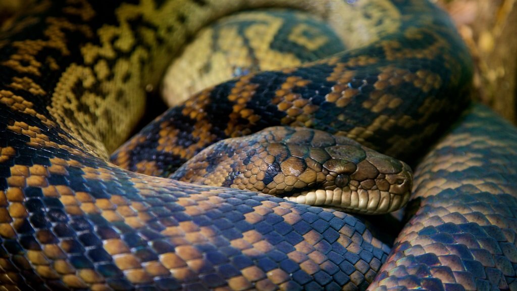 Healesville Wildlife Sanctuary showing animals