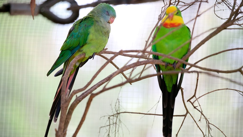 Healesville Wildlife Sanctuary mostrando aves