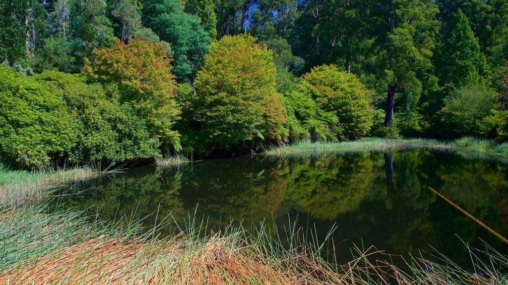 National Rhododendron Gardens showing a pond and a park