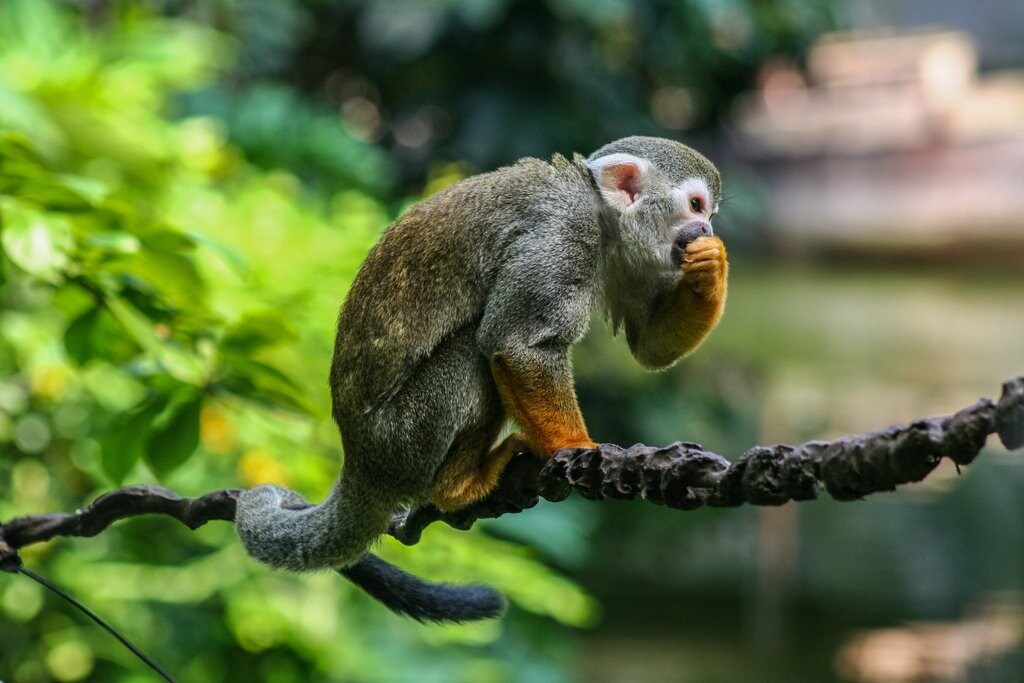 Squirrel-Monkey-at-Leipzig-Zoo.jpg?1578343847