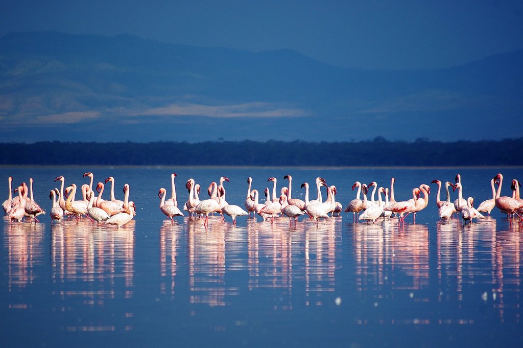 1625px-Flamingos_in_Lake_Nakuru.jpg?1576578883