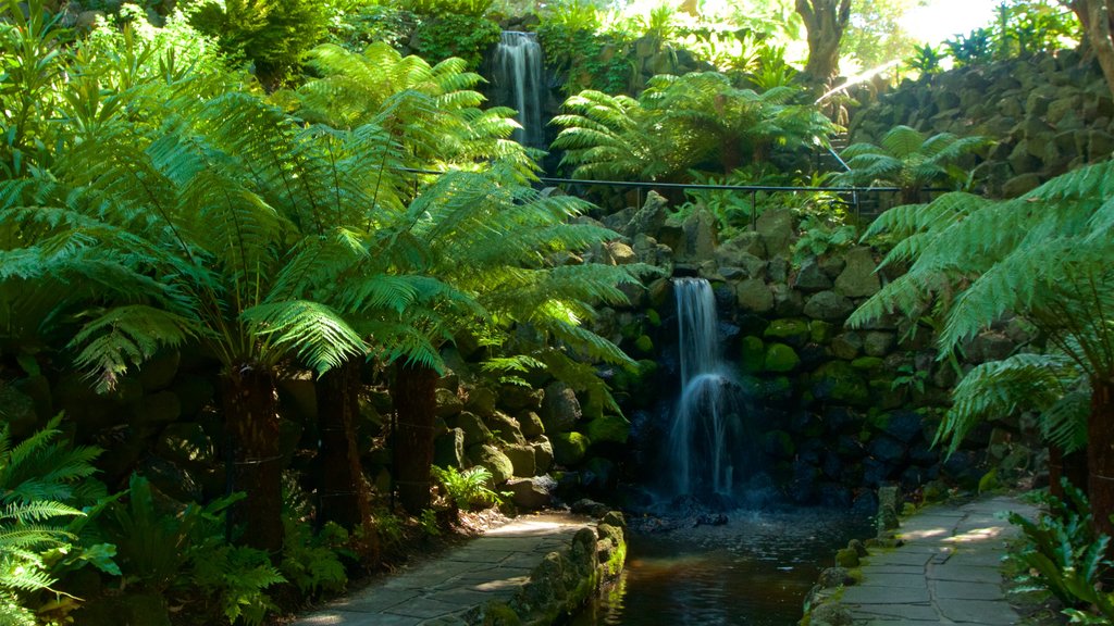 Royal Botanic Gardens showing a cascade and a park