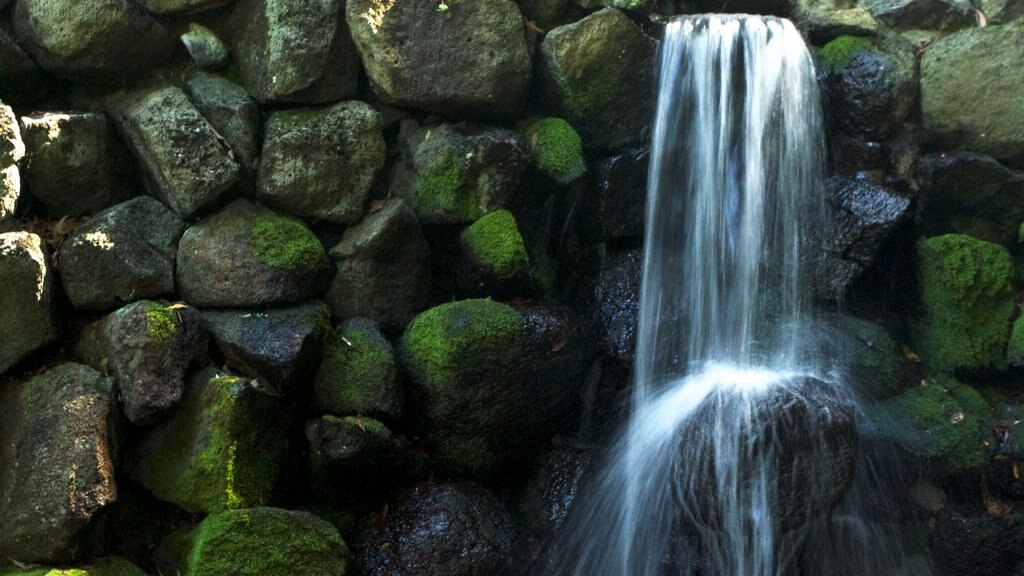 Royal Botanic Gardens featuring a waterfall and a park