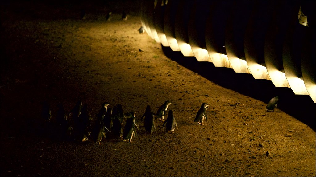 Penguin Parade featuring a sandy beach and bird life